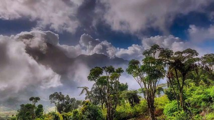 Face à l'urgence écologique, la Norvège décide de payer le Gabon pour qu'il arrête sa déforestation