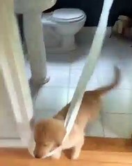 Ce toutou fout un véritable bordel sous le regard ahuri de son copain