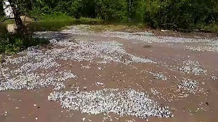 Cette plage russe est recouverte de milliers de papillons