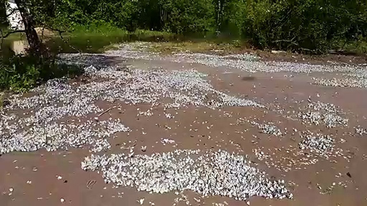 Cette plage russe est recouverte de milliers de papillons