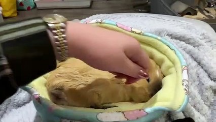 Une mignonne petite routine entre cette maîtresse et son cochon d'inde