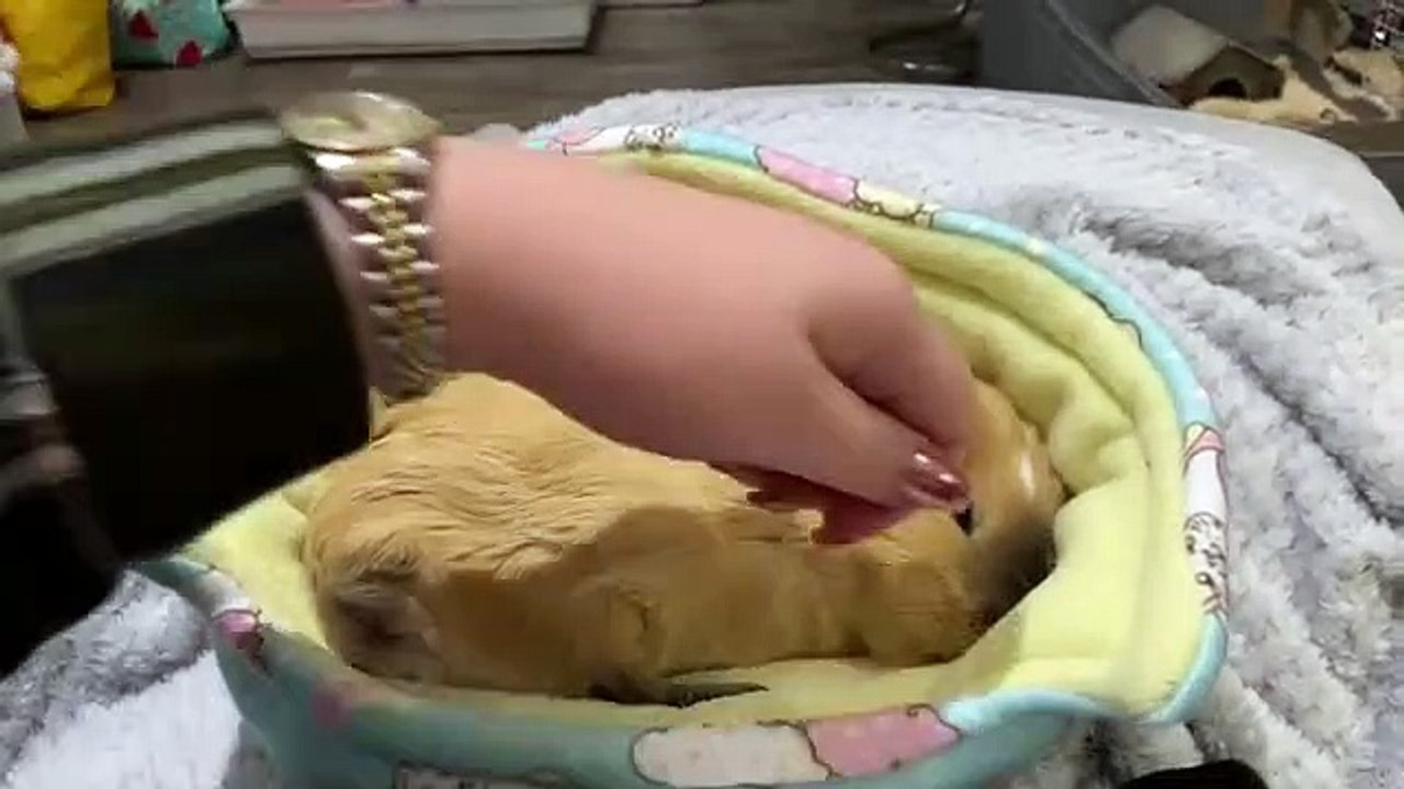 Une mignonne petite routine entre cette maîtresse et son cochon d'inde