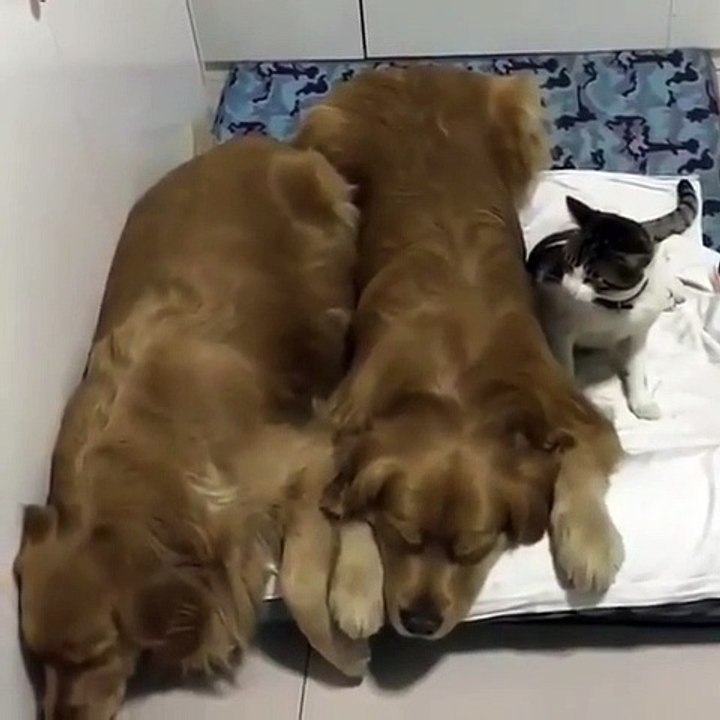 Quand un chat se retrouve au milieu d'un couple de chiens. C'est l'une des scènes les plus mignonnes diffusée sur les réseaux sociaux.