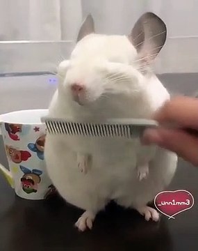 Notre petit ami à quatre pattes éprouve un malin plaisir à se faire brosser les poils. Des poils plus brillants et plus beaux; qui n'en veut pas ?