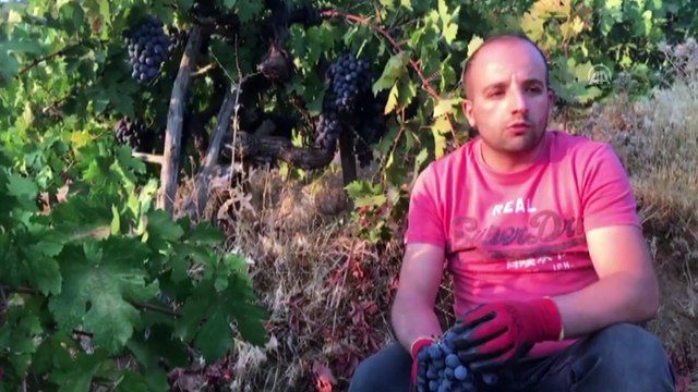 Hizan üzümü gelir kaynağı oldu - BİTLİS