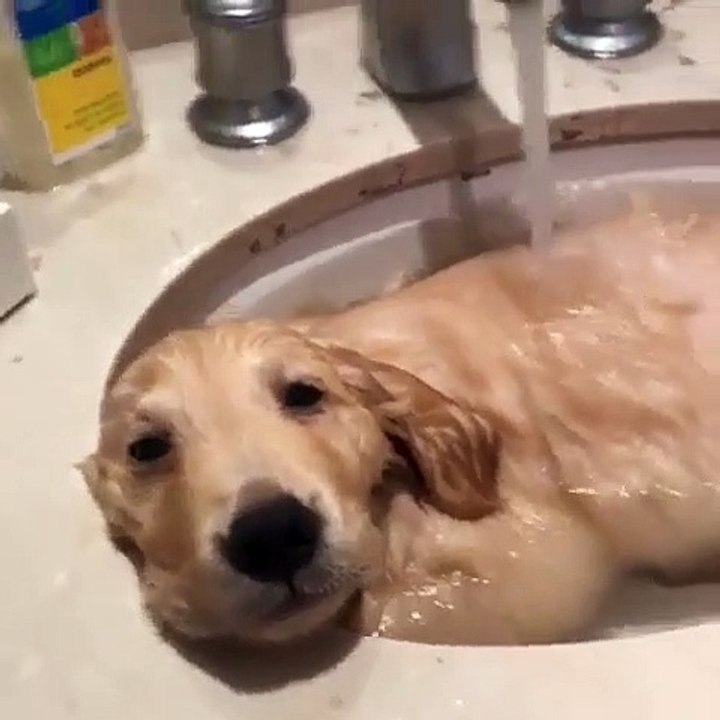 Ce chien profite bien du bain, dans l'évier.. Il adore se faire masser par le jet d'eau.