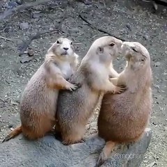 Ces 3 écureuils s'alignent puis la magie s'opére