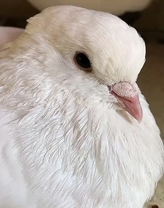 Symbole de la paix, admirez cette magnifique colombe blanche. Majestueuse !