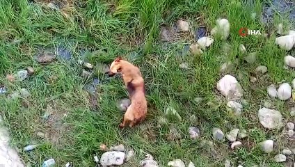 Nehre düşen köpek itfaiyeye zor anlar yaşattı