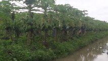 Visit papaya garden. lots of papaya !!!!