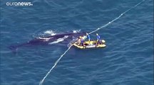 شاهد: إنقاذ حوت صغير علق في شباك لاعتراض أسماك القرش في كوينزلاند الأسترالية