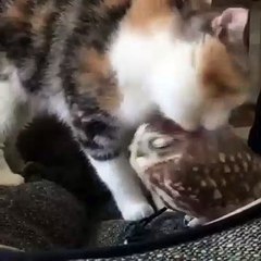 Intense ! C'est l'histoire d'une incroyable amitié entre un gros matou et une chouette.