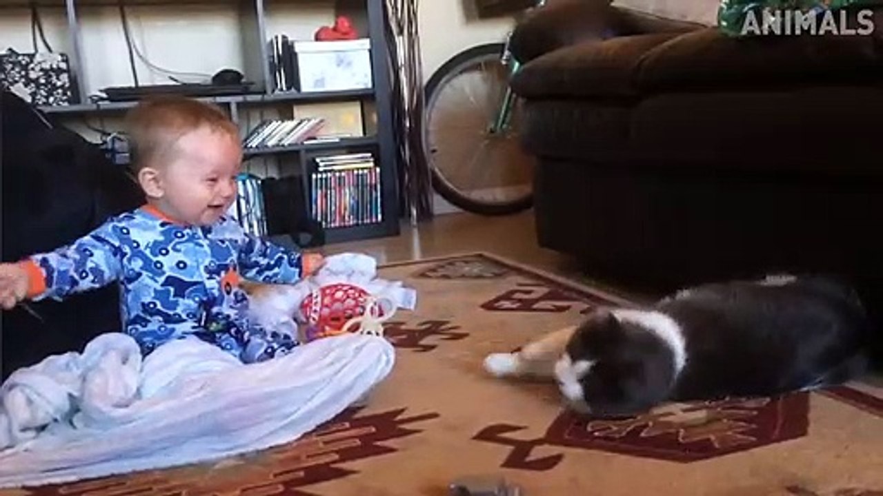 Try Not To Laugh - Funny Fails Video - Cats and Babies Moments