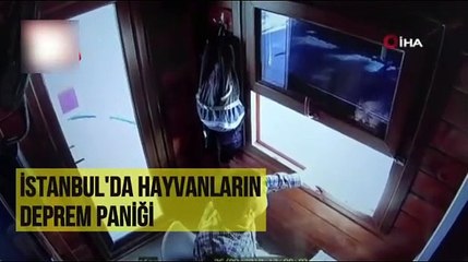 Hayvanlar deprem anında ne yaptı? İşte cevabı