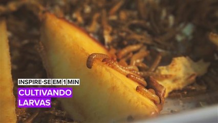 Inspire-se em 1 min: Larvas podem ajudar a salvar o mundo