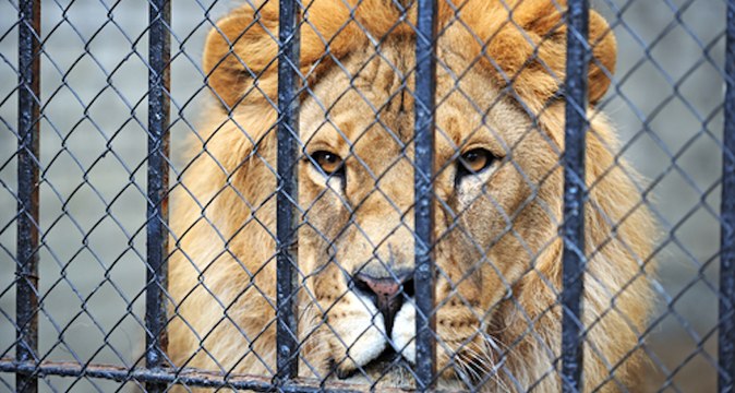 Découvrez la vidéo choc d’une campagne pour lutter contre l’élevage des lions en captivité en Afrique du Sud