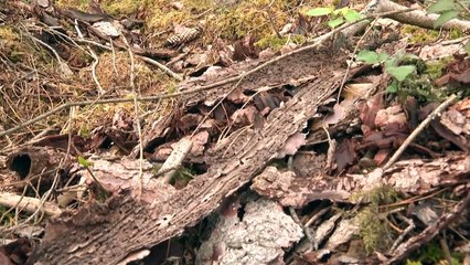 حشرات غازية تنشر أشجار الغابات في ألمانيا