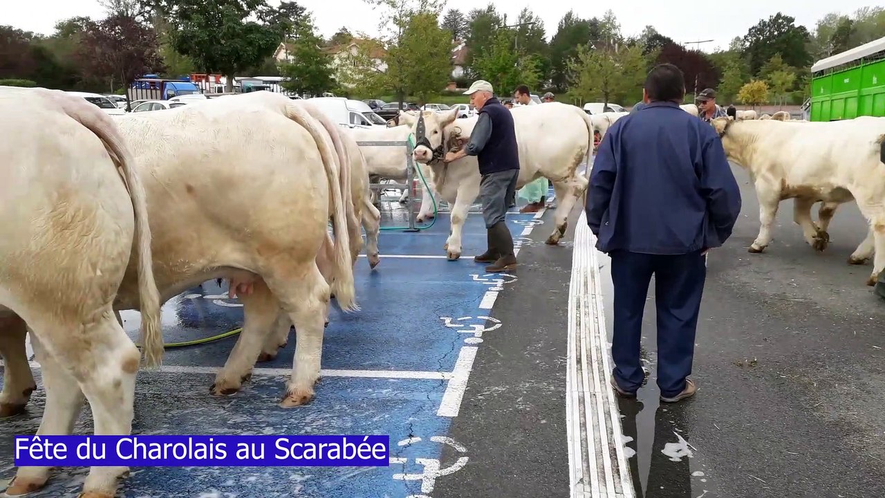 La fête du Charolais