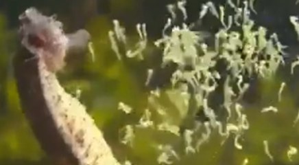 Erkek denizatının yavrularını dünyaya getirdiği an sosyal medyanın gündeminde