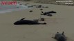 Mass Stranding of Whales Off West African Coast Perplexes Marine Scientists
