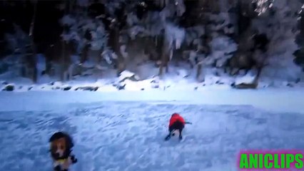 Animals are so funny ✯ Animals  Playing In Snow ✯ Funny animal compilation