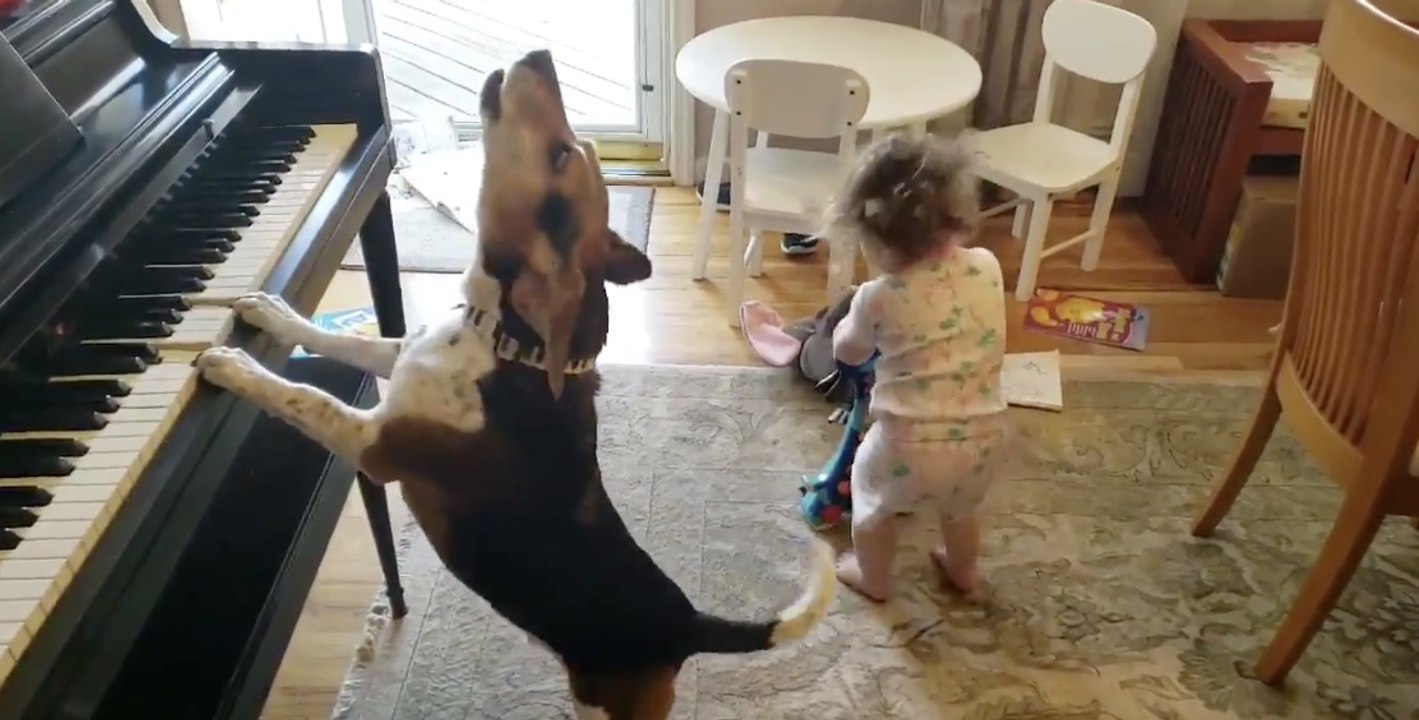 Quand un bébé et un chien décident de faire un concert ensemble, ça donne ça !