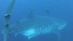 Buscan descifrar en Galápagos los misterios del tiburón ballena