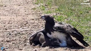 Eagles too dangerous catch Baby Warthog - Family Warthog trying to rescue but fails
