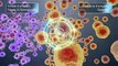 Medical Animations Video | 3D Medical Animations | Pharmaceutical Technologies Video  - Equisolve