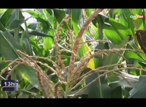 ORTM - Visite de terrain du Ministre de l’agriculture à la filiale CRDT de Fana