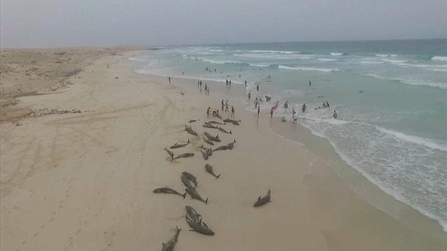 Hecatombe de delfines en la playa del Altar, en Cabo Verde