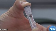 Scientists Enlist Bacteria to Fight Dengue