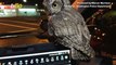 Don’t Give a Hoot! Injured Owl Rescued by Police Officer Hitches Ride on Dashboard!