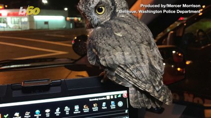 Don’t Give a Hoot! Injured Owl Rescued by Police Officer Hitches Ride on Dashboard!