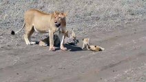 Cette lionne et ses lionceaux ont trouvé un nouveau jouet : le sac de la caméra