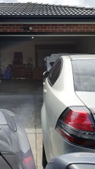 Bird Beats On Mirror During Mating Season