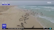[이 시각 세계] 서아프리카 해변에서 '돌고래 떼죽음'
