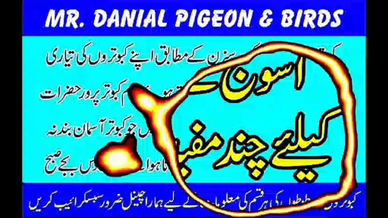 Asooj Ky Sesion Me Kabotar Urany Ky Lye Chand Mafeed Mashwary By Mr  Danial Pigeon and Birds