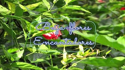 BEIJA-FLORES Encantadores