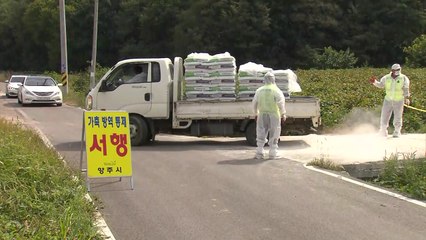 '돼지열병' 양주는 음성...강화군 '살처분' / YTN