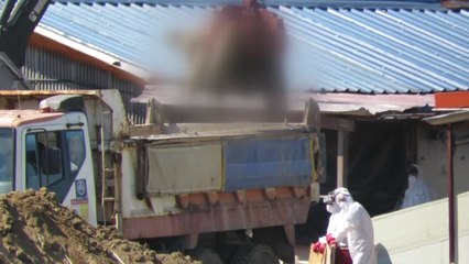 정오부터 이동중지명령 해제...강화 돼지 살처분 / YTN