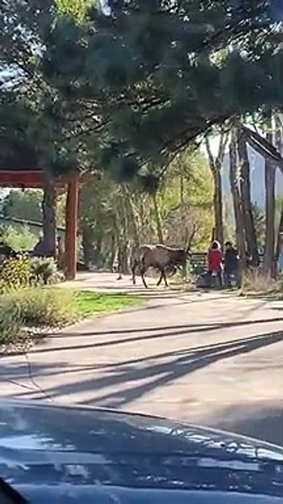 Élan en colère à Estes Park dans le Colorado