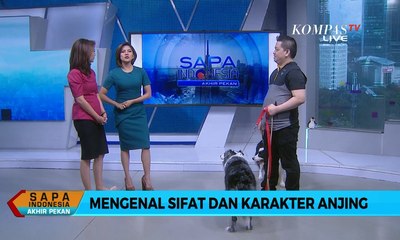 Sapa Indonesia : Mengenal Sifat dan Karakter Anjing (2)