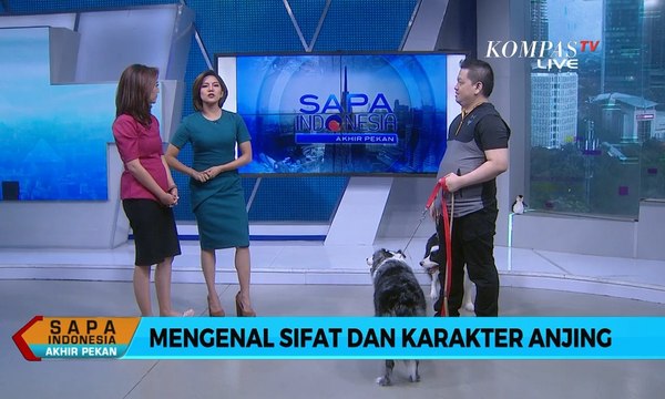 Sapa Indonesia : Mengenal Sifat dan Karakter Anjing (2)