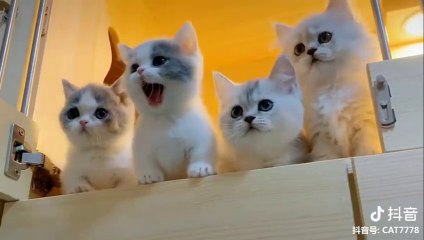 Funny and Cute Animals Compilation 2019 - Cutest Moment of the Animals