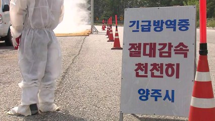 경기 양주서 또 의심 신고...강화 살처분 시작 / YTN