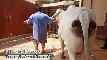 Qurbani Of Bull Part 1 | 2019 | Eid - e - Qurban