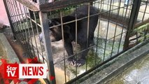 Sun bear locked up for 20 years in steel cage rescued by SFC