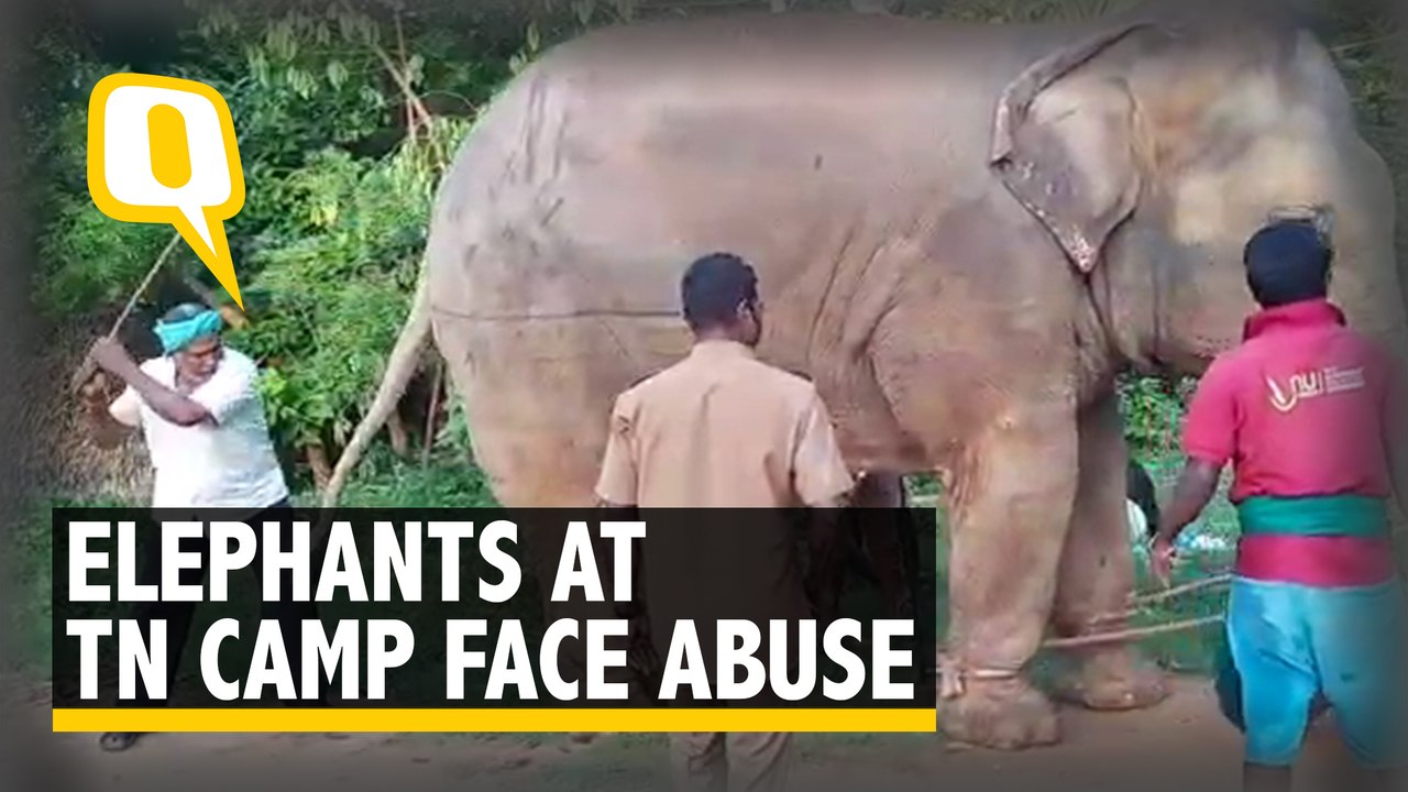 Sudden Transfer, Use Of Bullhooks: Elephants at...