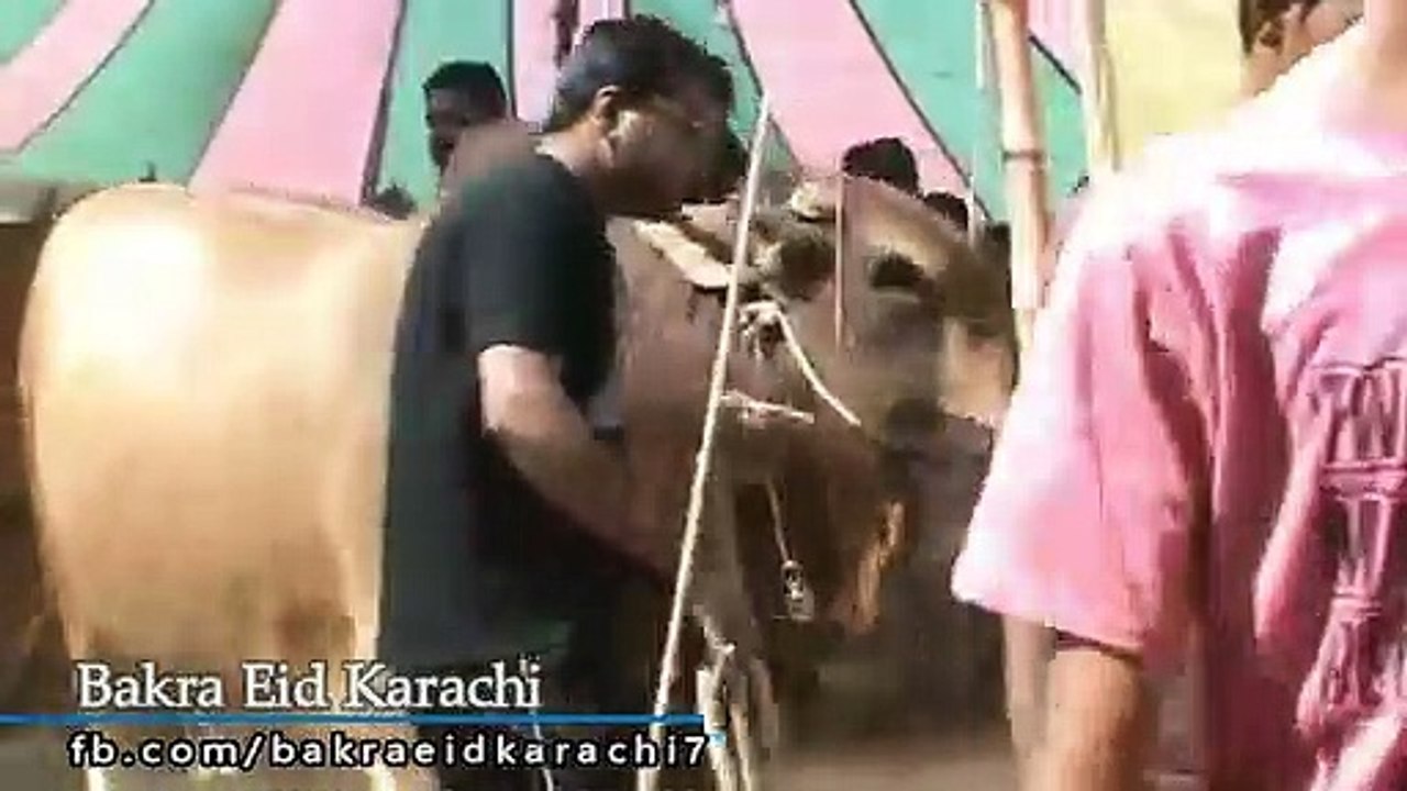 Qurbani Of Bull Part 1 | 2019 | Eid - e - Qurban